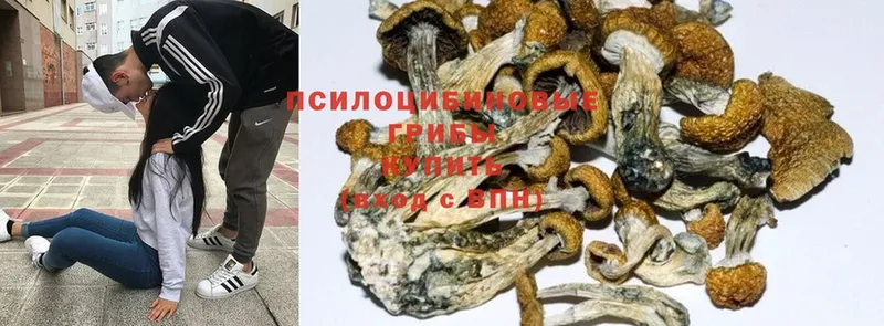 Галлюциногенные грибы Psilocybine cubensis  hydra ТОР  Димитровград 